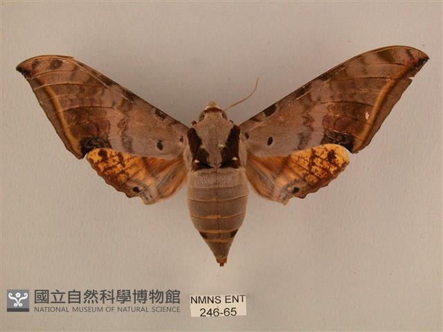 臺灣鷹翅天蛾藏品圖，第1張