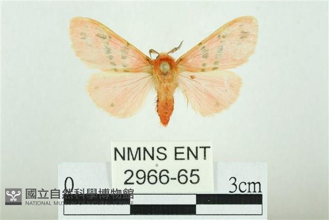 三條橙燈蛾藏品圖，第1張