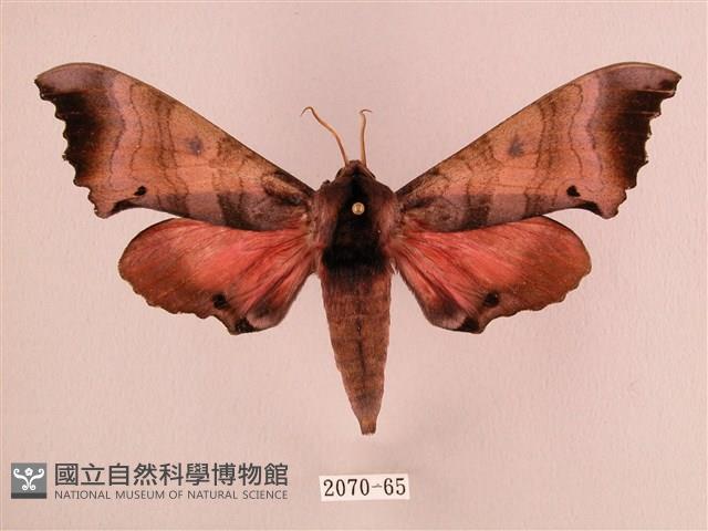 桃紅六點天蛾藏品圖，第1張