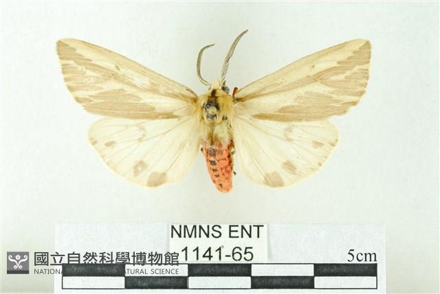 赭新污燈蛾藏品圖，第1張