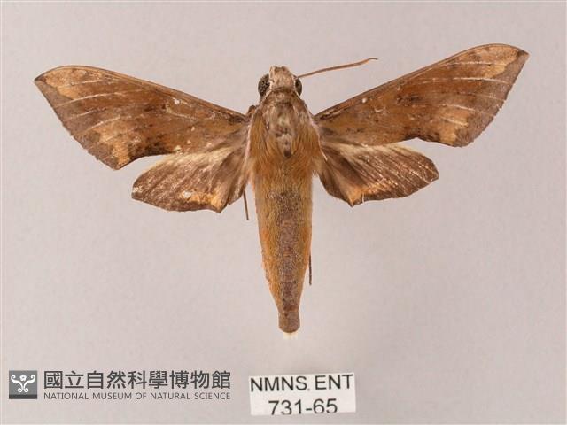 臺灣白肩天蛾藏品圖，第1張