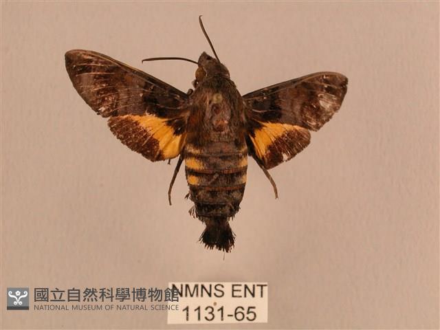 黃斑長喙天蛾藏品圖，第1張