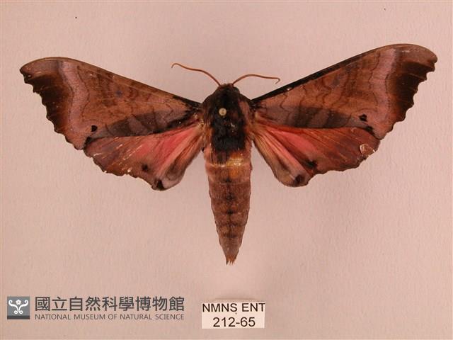 桃紅六點天蛾藏品圖，第1張