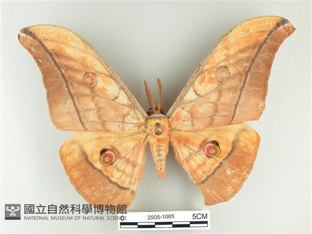 大透目天蠶蛾藏品圖，第1張
