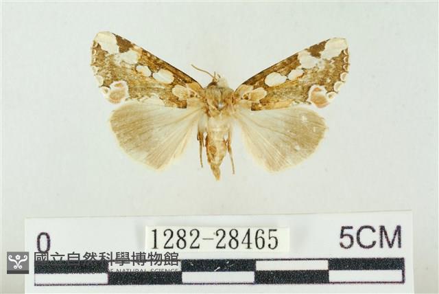 連珠波紋蛾藏品圖，第1張