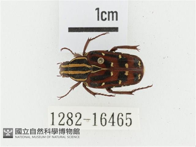 巴蘭陷紋金龜藏品圖，第1張