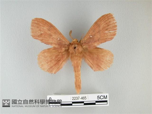 波紋枯葉蛾藏品圖，第1張