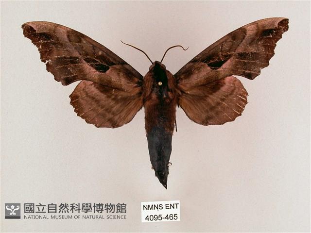 盾天蛾藏品圖，第1張