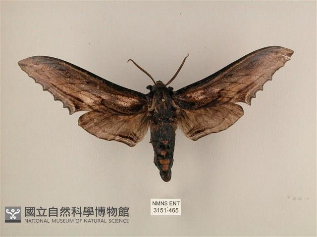 臺灣鋸翅天蛾藏品圖，第1張