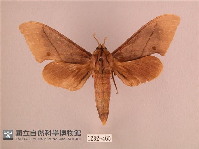直翅六點天蛾藏品圖，第1張