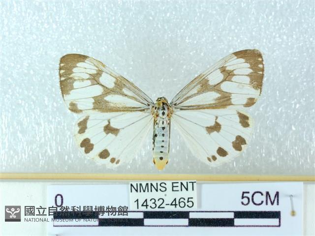 粉蝶燈蛾藏品圖，第1張