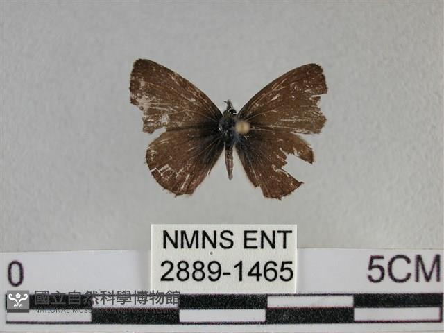 波灰蝶藏品圖，第1張