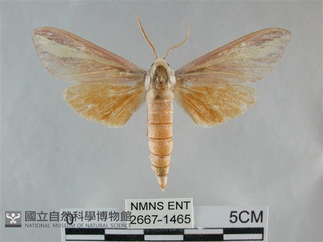 雙黃條天蛾藏品圖，第1張