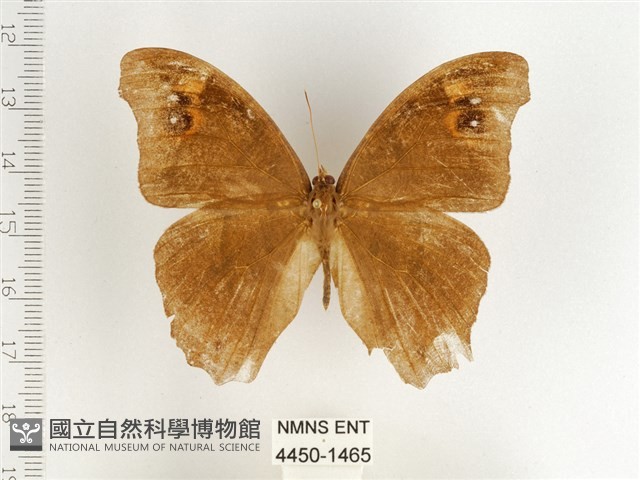 暮眼蝶、樹蔭蝶藏品圖，第1張