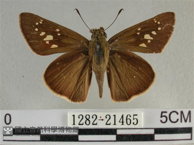 尖翅褐弄蝶藏品圖，第1張