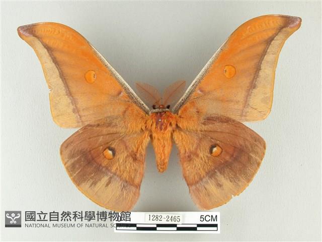 紅目天蠶蛾藏品圖，第1張