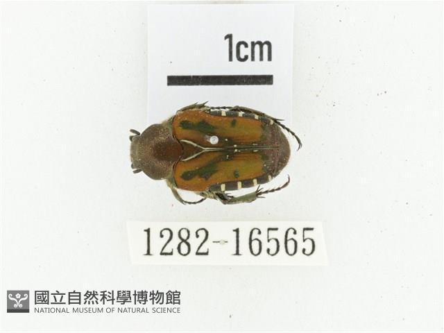 黑斑陷紋金龜藏品圖，第1張