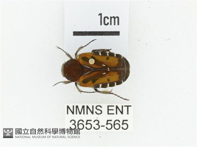 黑斑陷紋金龜藏品圖，第1張