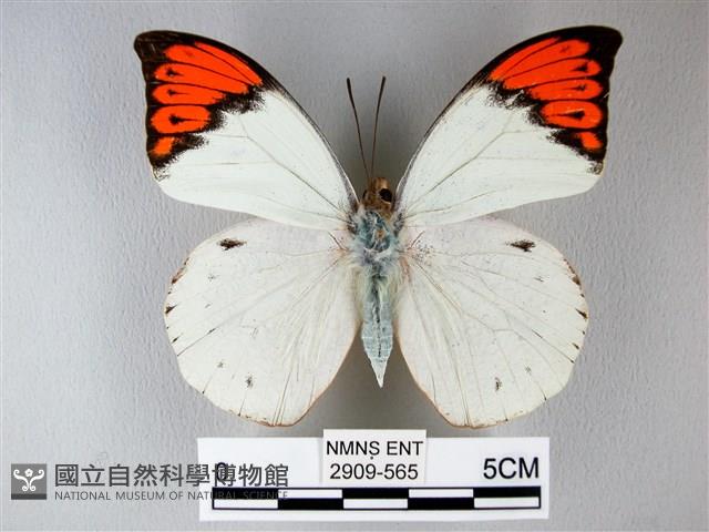 橙端粉蝶、端紅蝶藏品圖，第1張