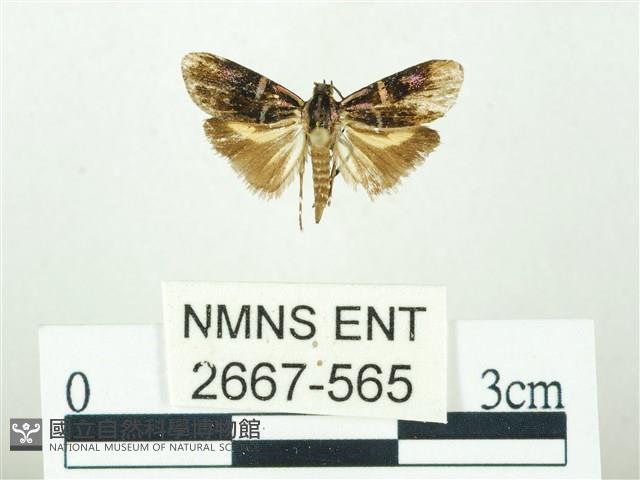 叉紋閃舞蛾藏品圖，第1張
