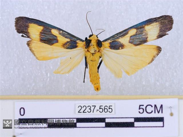 閃光苔蛾藏品圖，第1張