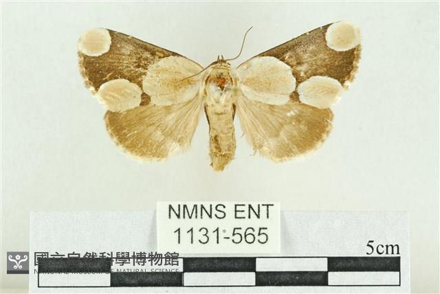 臺灣斑蕊夜蛾藏品圖，第1張