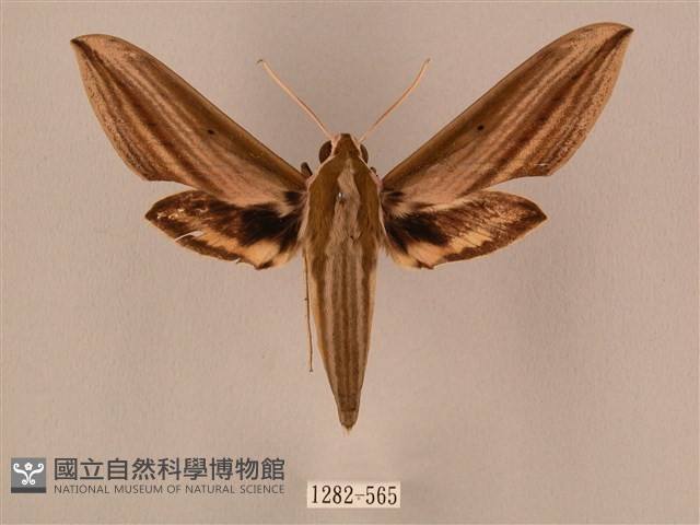 棕綠背線天蛾藏品圖，第1張
