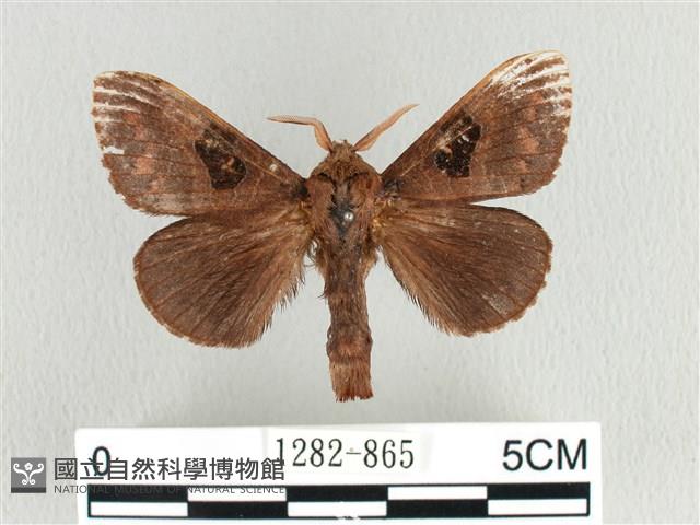 大斑Y毛蟲藏品圖，第1張