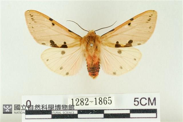 棍棒污燈蛾藏品圖，第1張