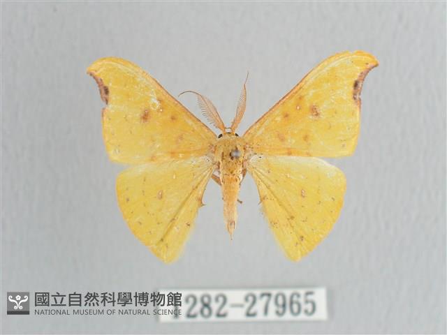 彎黑黃鉤蛾藏品圖，第1張