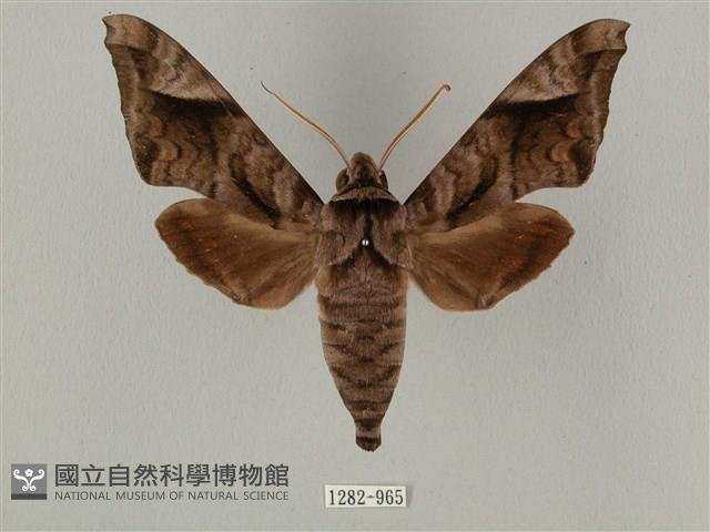 全緣缺角天蛾藏品圖，第1張