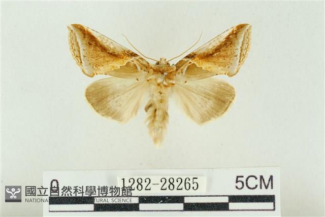 印華波紋蛾藏品圖，第1張