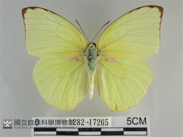 遷粉蝶、淡黃蝶藏品圖，第1張