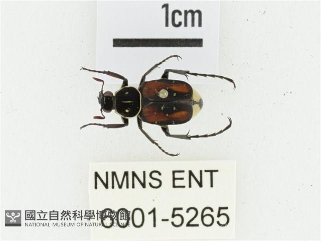 黑虎斑花金龜藏品圖，第1張