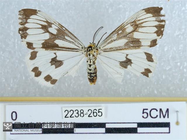 粉蝶燈蛾藏品圖，第1張