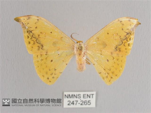 黃鉤蛾藏品圖，第1張