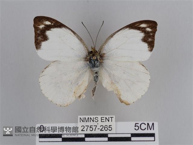 雲紋尖粉蝶藏品圖，第1張