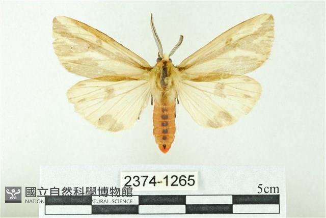 赭新污燈蛾藏品圖，第1張