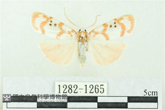 臺雪苔蛾藏品圖，第1張