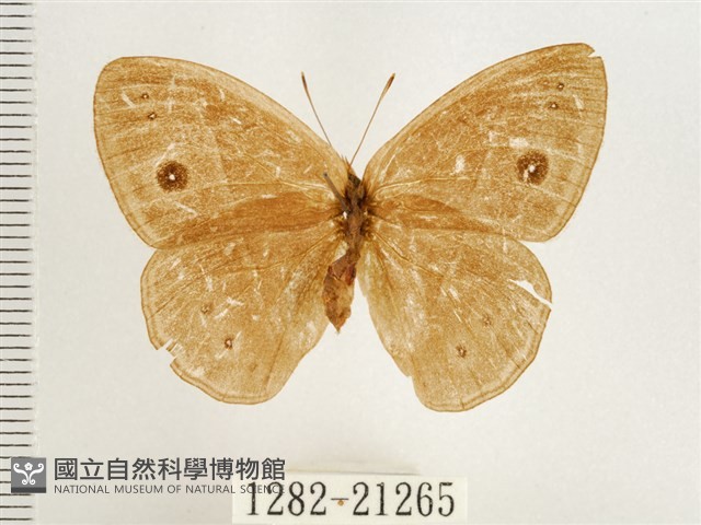 淺色眉眼蝶藏品圖，第1張
