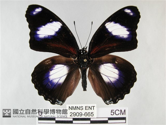 雌擬幻蛺蝶、雌紅紫蛺蝶藏品圖，第1張