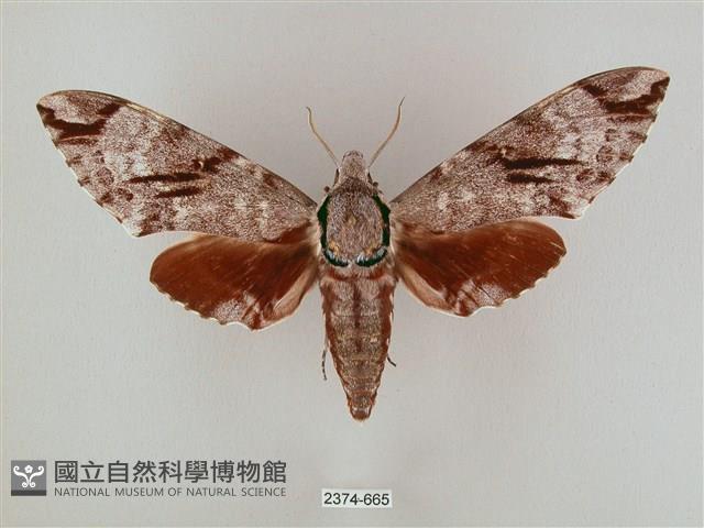 粗斜紋天蛾藏品圖，第1張