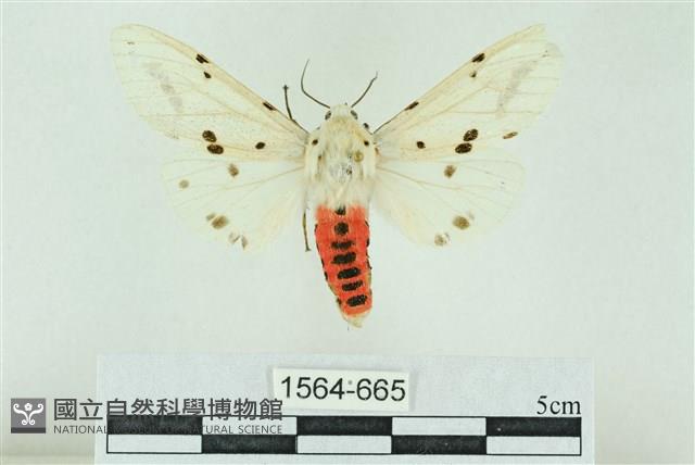 菊池污燈蛾藏品圖，第1張