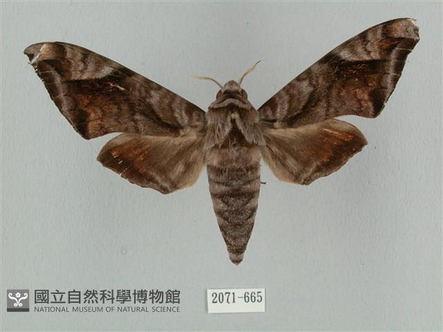 全緣缺角天蛾藏品圖，第1張