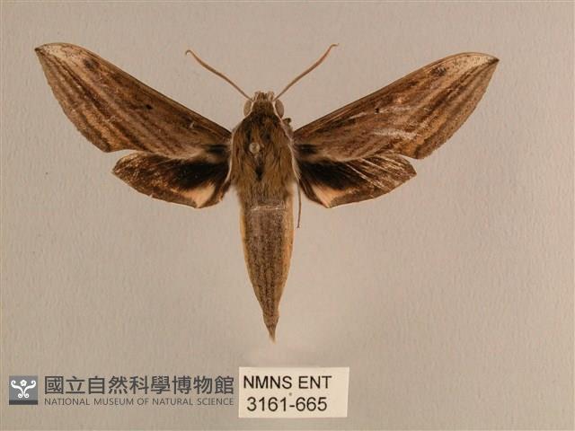 背線天蛾藏品圖，第1張