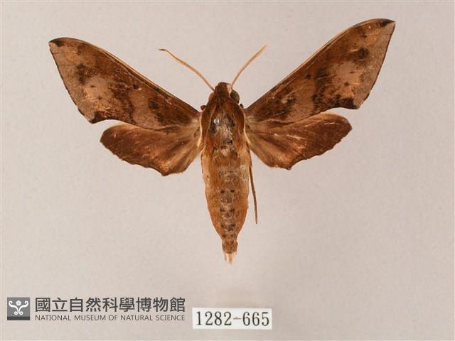 雙斑白肩天蛾藏品圖，第1張