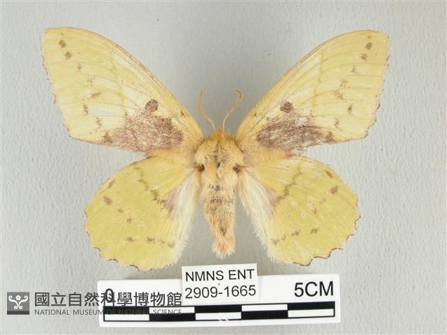 青枯葉蛾藏品圖，第1張