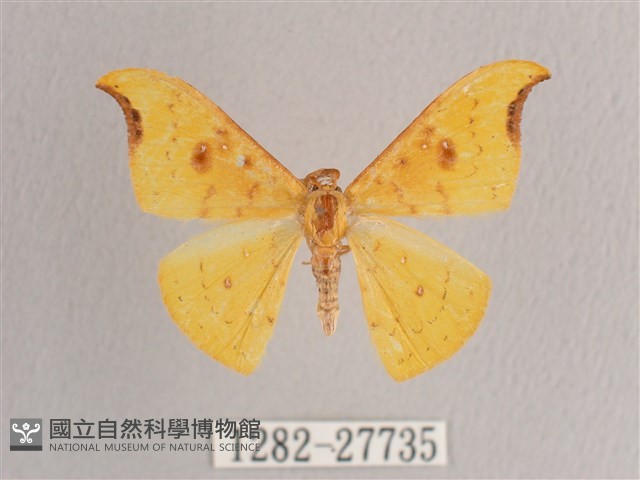彎黑黃鉤蛾藏品圖，第1張