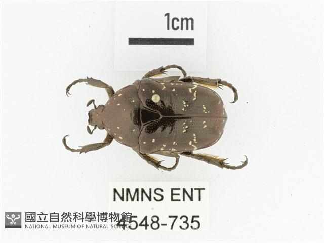 東方白點花金龜藏品圖，第1張