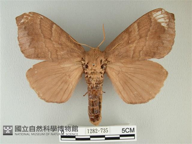 波紋枯葉蛾藏品圖，第1張